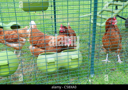 Omlet Chicken Coop Haus Hühner Hühnereier Verlegung Fütterung Gehäuse Stockfoto