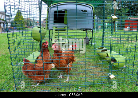 Omlet Chicken Coop Haus Hühner Hühnereier Verlegung Fütterung Gehäuse Stockfoto