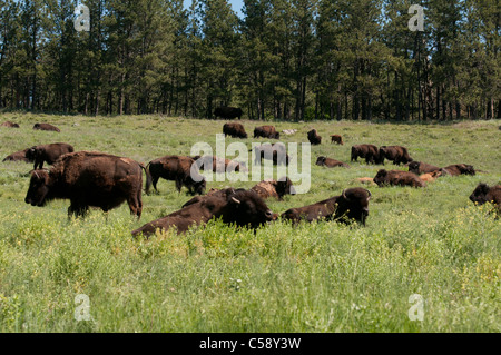 Büffel und ihre Kälber weiden in Frieden im Custer State Park in South Dakota. Stockfoto