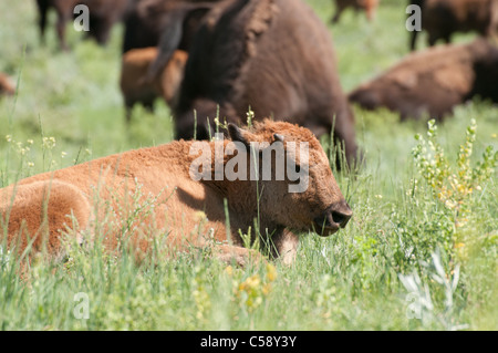 Büffel und ihre Kälber weiden in Frieden im Custer State Park in South Dakota. Stockfoto