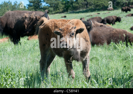 Büffel und ihre Kälber weiden in Frieden im Custer State Park in South Dakota. Stockfoto