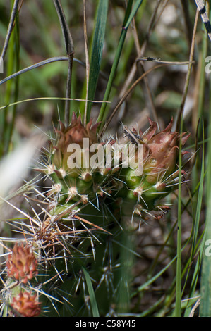 Feigenkakteen Blüten Stockfoto