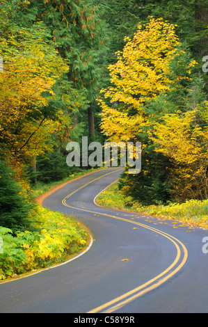 Herbst auf der West Cascades National Scenic Byway, WIllamette National Forest, Oregon. Stockfoto