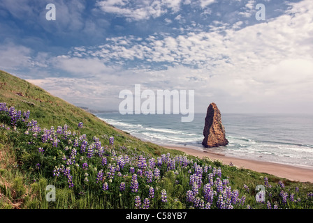 Lupine blüht im Oregons Cape Blanco State Park mit Offshore-Pyramide-Rock. Stockfoto