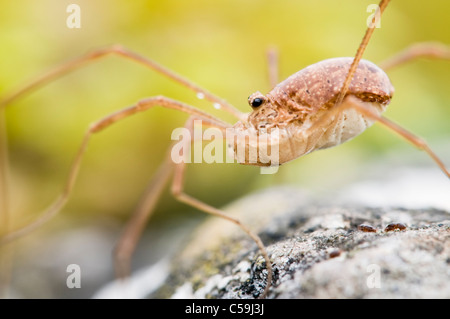 Harvestman nahe Porträt Stockfoto