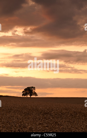 Ein einsamer Baum Silhouette erhebt sich eine Ernte von reifen Weizen mit Wolken beleuchtet von der untergehenden Sonne oben, Northamptonshire, England Stockfoto