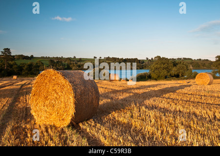 Lange Schatten sind von Strohballen angezündet durch warme Abendsonne neben Ravensthorpe Reservoir in Northamptonshire, England Stockfoto