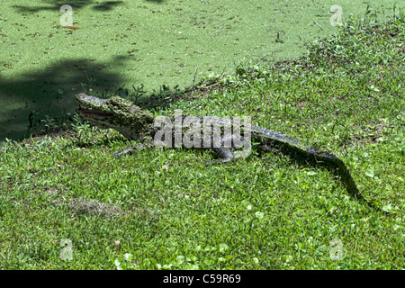 Atchafalaya River Sümpfen in der Nähe von McGee Landung, Louisiana Stockfoto