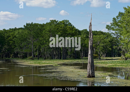 Atchafalaya River Sümpfen in der Nähe von McGee Landung, Louisiana Stockfoto