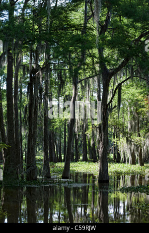 Atchafalaya River Sümpfen in der Nähe von McGee Landung, Louisiana Stockfoto