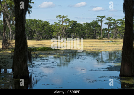 Atchafalaya River Sümpfen in der Nähe von McGee Landung, Louisiana Stockfoto