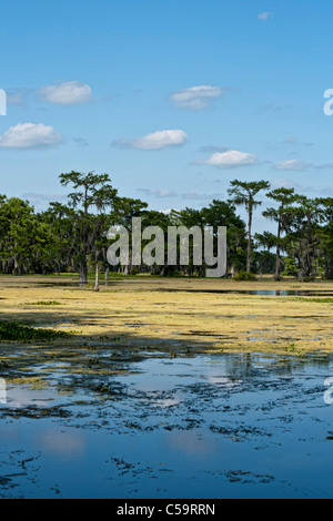 Atchafalaya River Sümpfen in der Nähe von McGee Landung, Louisiana Stockfoto