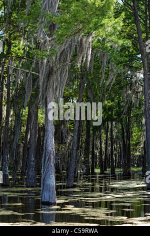 Atchafalaya River Sümpfen in der Nähe von McGee Landung, Louisiana Stockfoto