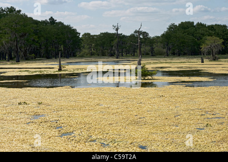 Atchafalaya River Sümpfen in der Nähe von McGee Landung, Louisiana Stockfoto