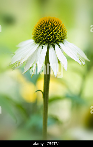 Echinacea Purpurea 'White Swan' - weißer Sonnenhut Stockfoto