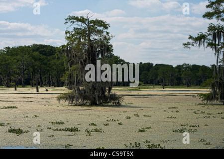 Atchafalaya River Sümpfen in der Nähe von McGee Landung, Louisiana Stockfoto