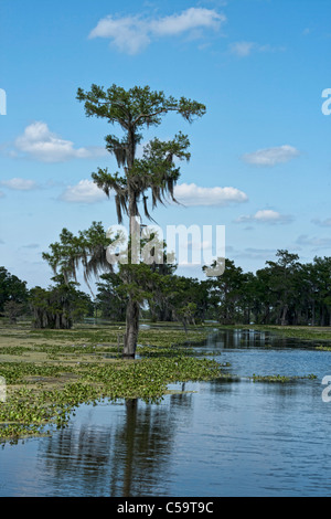 Atchafalaya River Sümpfen in der Nähe von McGee Landung, Louisiana Stockfoto