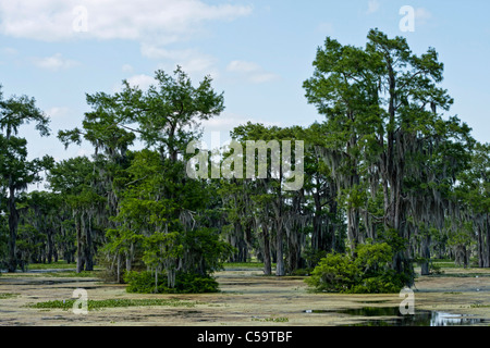 Atchafalaya River Sümpfen in der Nähe von McGee Landung, Louisiana Stockfoto