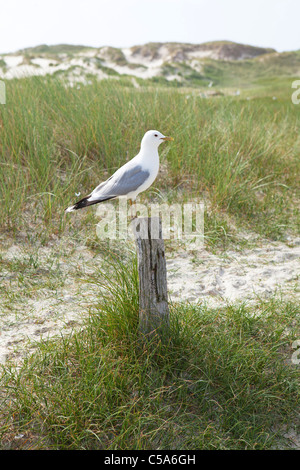 Gemeinsamen Möwe, Insel Amrum, Nordfriesland, Schleswig-Holstein, Deutschland Stockfoto