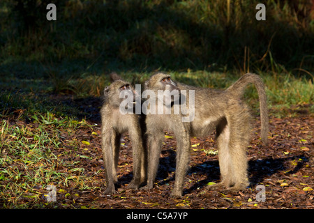 Chacma Paviane Stockfoto