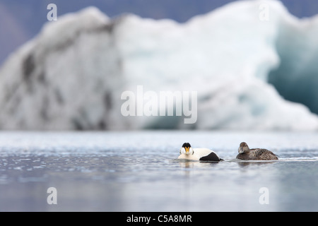 Paar gemeinsame Eiderenten (Somateria Mollissima). Island, Europa Stockfoto