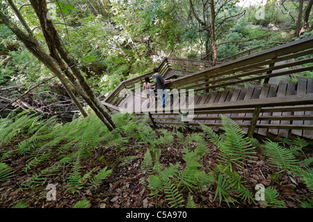 Teufel Millhopper geologischen State Park Gainesville Florida Besucher durchqueren die riesige Doline über einen Holzsteg. Stockfoto