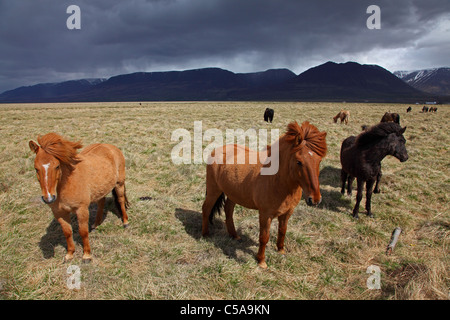 Isländer Pferde, Island Pony (Equus Przewalskii F. Caballus) und Berge. Island, Europa Stockfoto