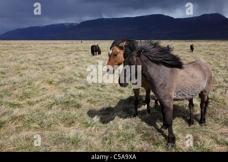 Isländer Pferde, Island Pony (Equus Przewalskii F. Caballus) und Berge. Island, Europa Stockfoto