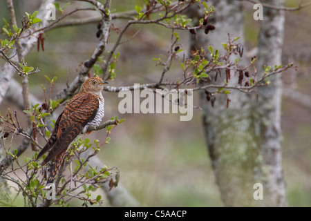 Gemeinsamen Kuckuck (Cuculus Canorus), erwachsenes Weibchen, Frühling. Europa. Stockfoto