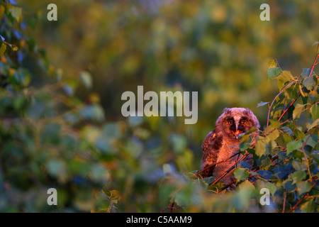 Junge Waldohreule (Asio Otus) Rohrleitungen für Lebensmittel. Im Abendlicht. Europa Stockfoto