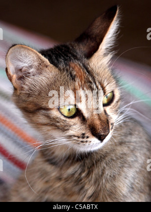 Friedliche Katze Stockfoto