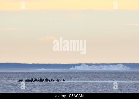 Gruppe der Kormoran (Phalacrocorax Carbo) sitzen auf beweglichen Meereis. Europa, Estland Stockfoto