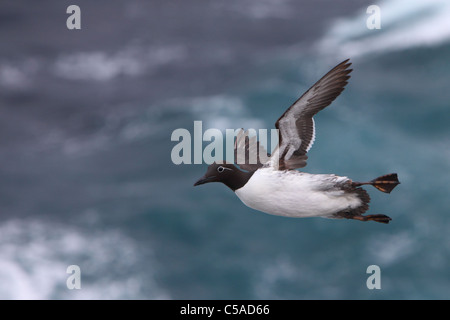 Guillemot (Uria Aalge) in der gezügelten Form (mit Brille) fliegen. Europa Stockfoto