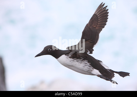 Guillemot (Uria Aalge) in der gezügelten Form (mit Brille) fliegen. Europa Stockfoto