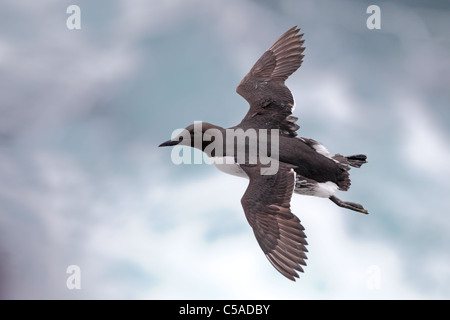 Gemeinsamen Guillemot (Uria Aalge) im Flug. Europa, Island Stockfoto