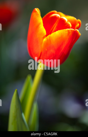 England, Northumberland, Rothbury. Blühende Tulpen im Cragside formalen Garten. Stockfoto