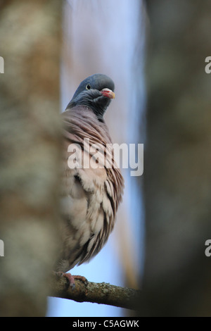 Woodpigeon (Columba Palumbus) spähen zwischen Bäumen. Europa Stockfoto