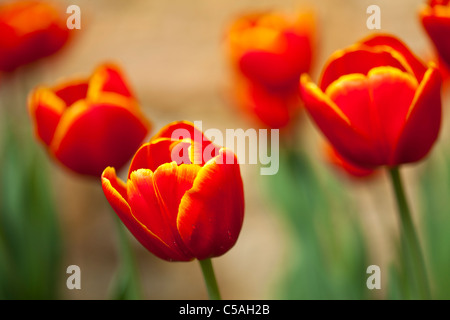 England, Northumberland, Rothbury. Blühende Tulpen im Cragside formalen Garten. Stockfoto