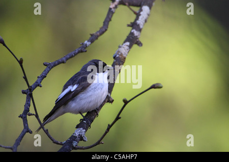 Männliche Trauerschnäpper (Ficedula Hypoleuca). Europa Stockfoto