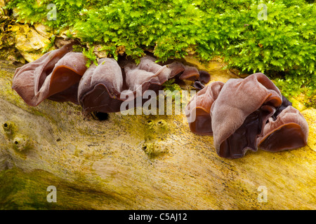 England, Tyne and Wear, Whitley Bay. Juden-Ohr Pilz auf einem Baum im Holywell Dene Growiing. Stockfoto