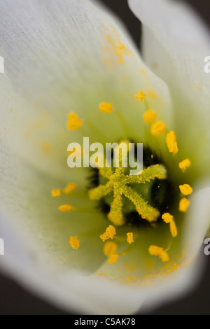 Makro einer Spitzbergen-Mohn Stockfoto