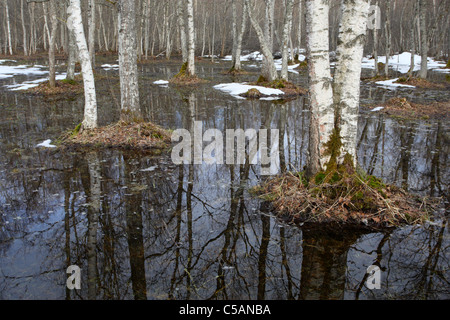 Zeitigen Frühjahrsüberschwemmungen in Puise Wald, Naturpark Matsalu, Estland Stockfoto