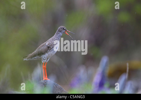 Gemeinsamen Rotschenkel (Tringa Totanus) sind vorsichtig und laute Vögel, die alle mit ihren lauten Rohrleitungen Aufruf aufmerksam machen. Stockfoto