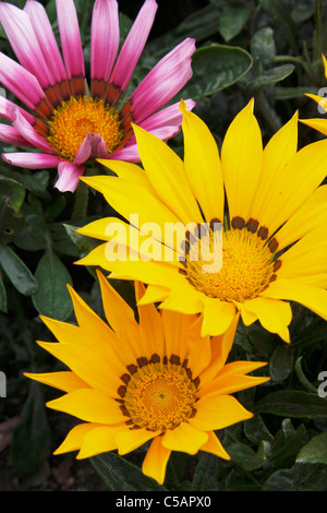 Rosa und gelbe Gazanien Blumen Stockfoto