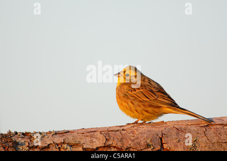 Goldammer (Emberiza Citrinella). Europa Stockfoto