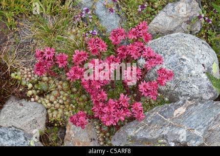 Spinnennetz Hauswurz, Sempervivum Arachnoideum, Valgrisenche, Italienische Alpen Stockfoto