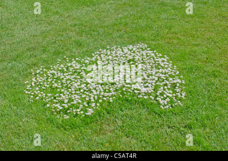 Rasen gemäht, mit Ausnahme eines Clusters von Bellis Perennis, Gänseblümchen Rasen Stockfoto