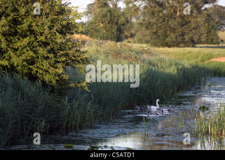 Ein Schwan und ihre Cygnets nur sichtbar in einem Bach in Landschaft am kleinen Hythe, Kent, England an einem Sommerabend Stockfoto