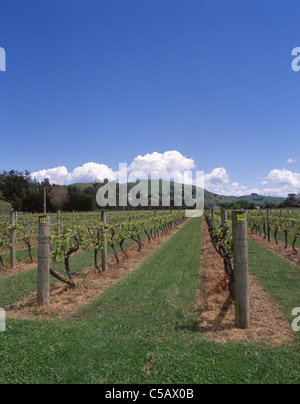 Eskdale Weinberg, Eskdale, Hawkes Bay Region, Neuseeland Stockfoto