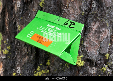 Insektenfalle, Ponderosa Pine gesichert Stockfoto